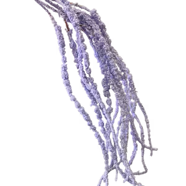 Lilac Camilla Amaranthus