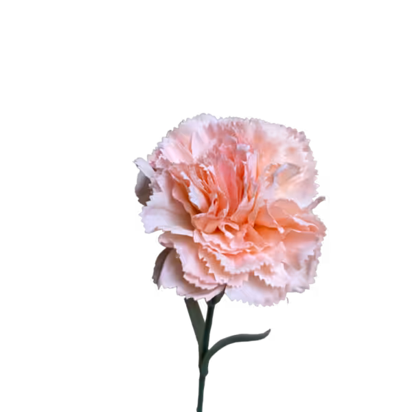 Peach Gigi Silk Carnation