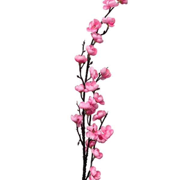 Pink Claire Cherry Blossom