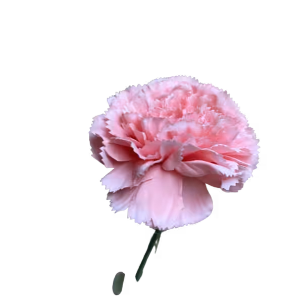 Pink Gigi Silk Carnation
