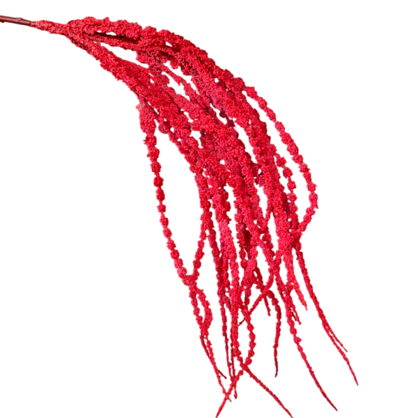 Red Camilla Amaranthus