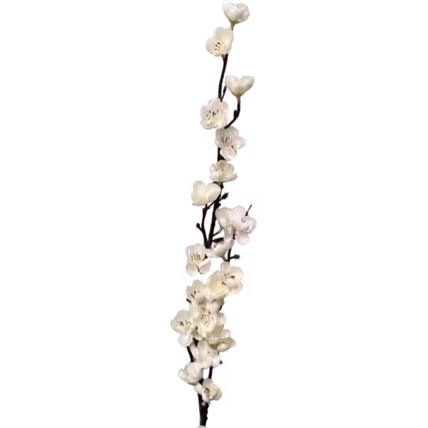 White Claire Cherry Blossom