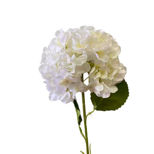 White Delta Hydrangea Stem