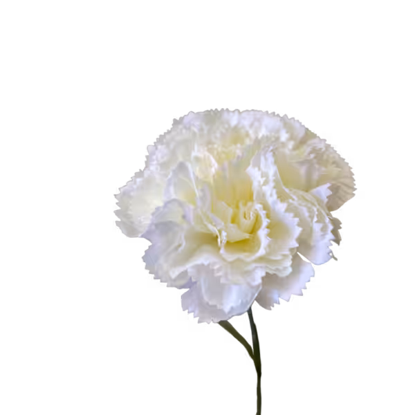 White Gigi Silk Carnation