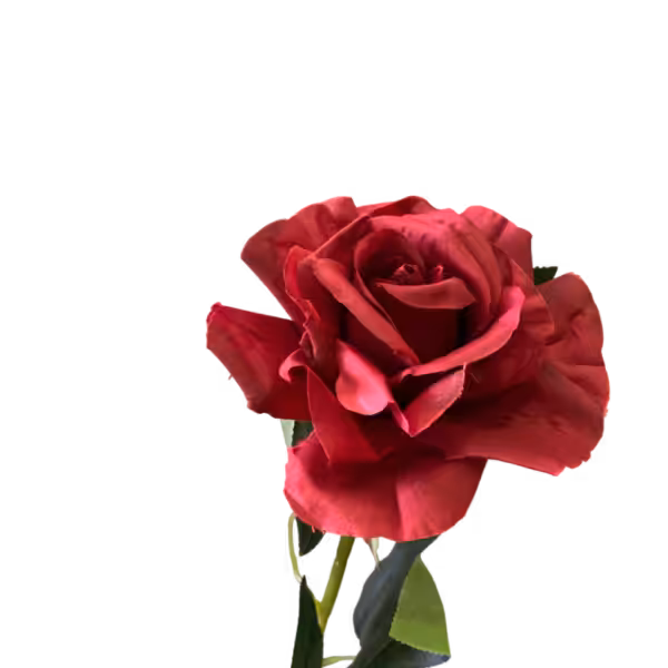 Wine Red Stella Silk Rose