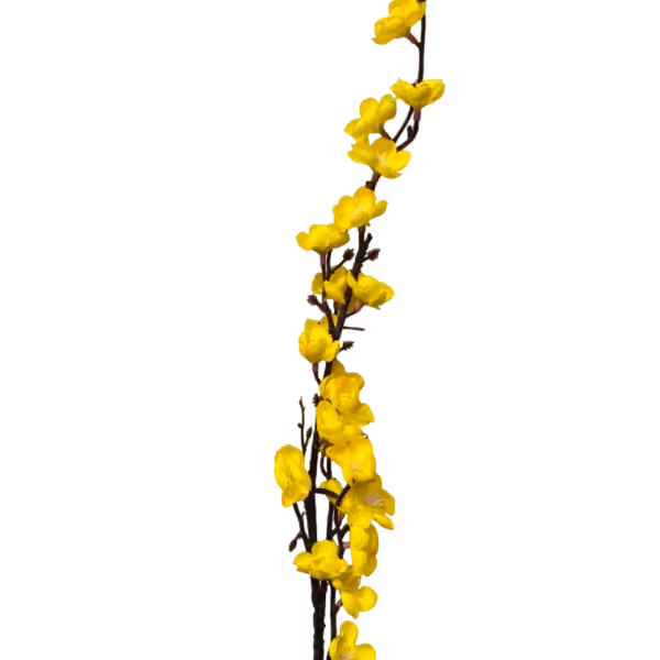 Yellow Claire Cherry Blossom