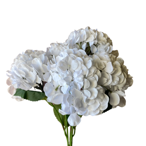 Pure White Bianca 5-Head Hydrangea