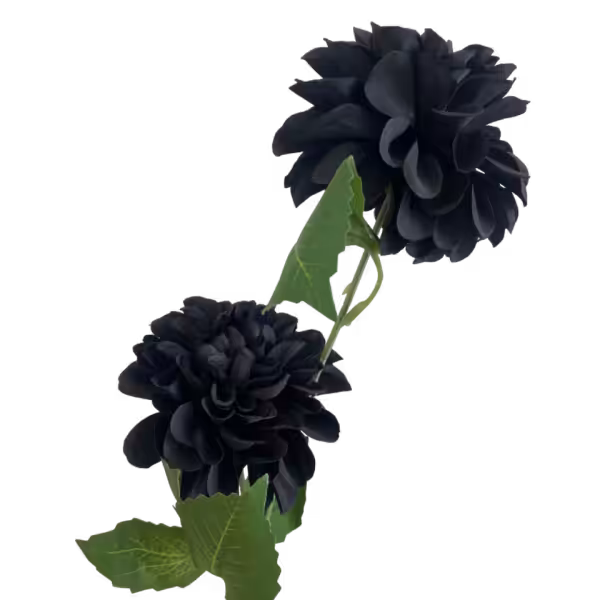 Black Bronte Dahlia Spray