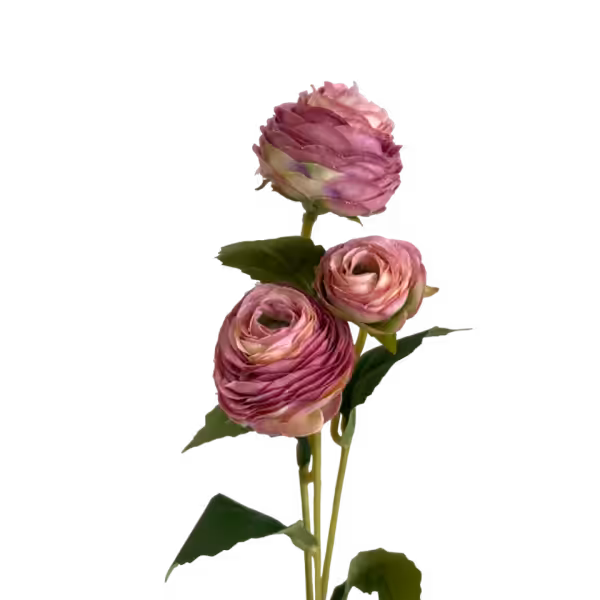 Dusty Pink Alicia Ranunculus