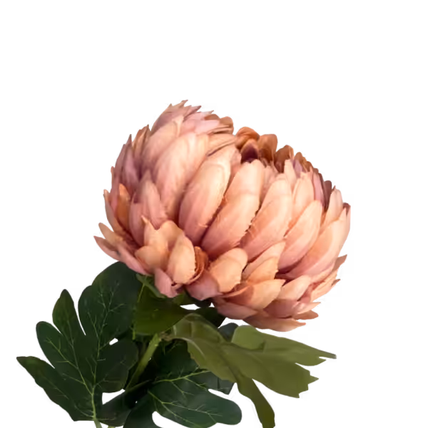 Dusty Pink Coco Pineapple Chrysanthemum