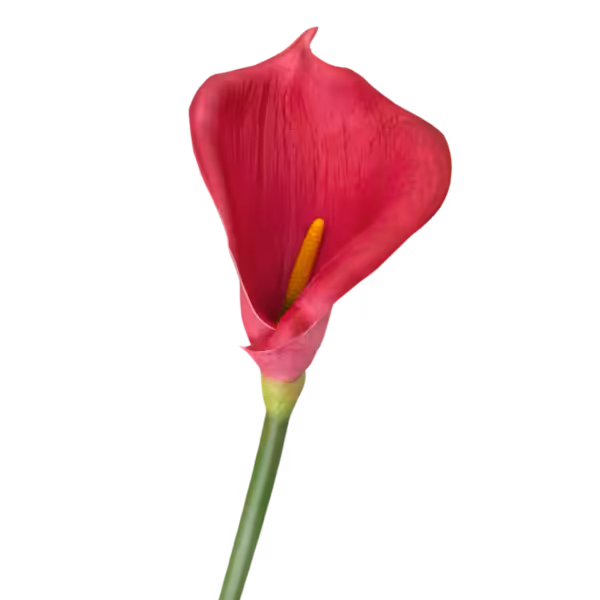 Fuchsia Bree Cala Lily