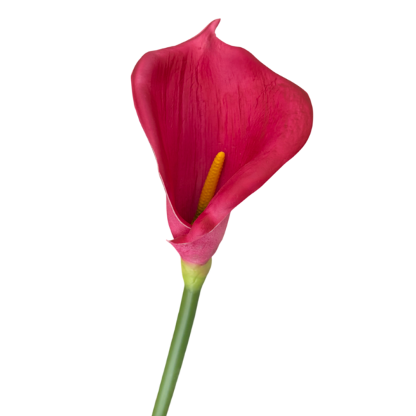 Fuchsia Bree Cala Lily