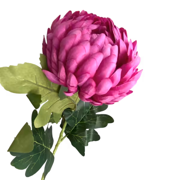 Fuchsia Coco Pineapple Chrysanthemum