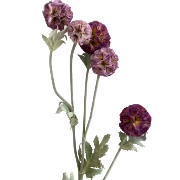 Fuchsia Pia Scabiosa Spray