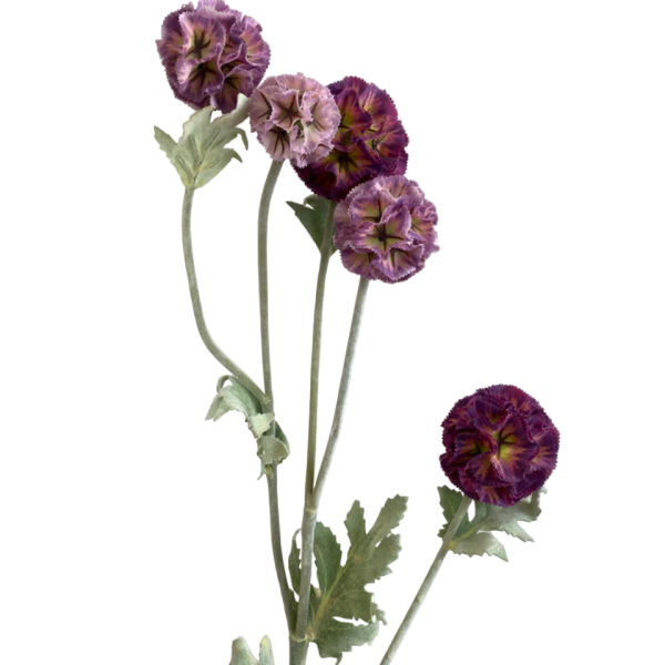 Fuchsia Pia Scabiosa Spray