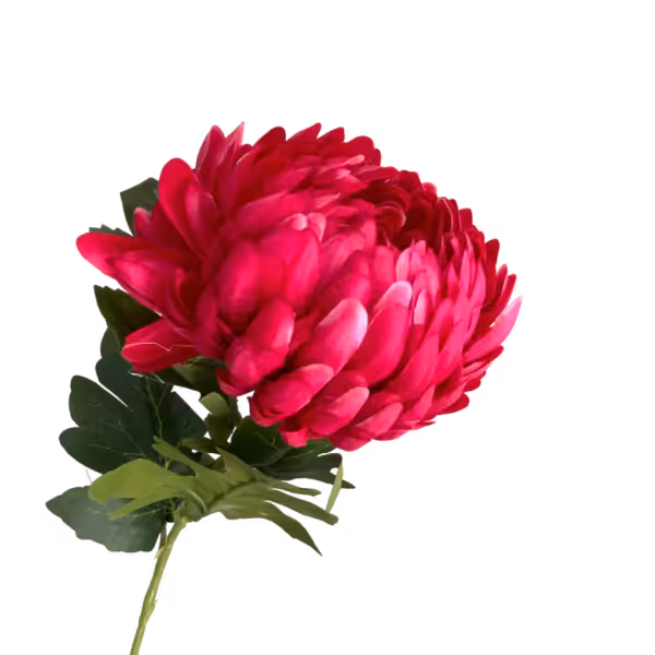 Hot Pink Coco Pineapple Chrysanthemum