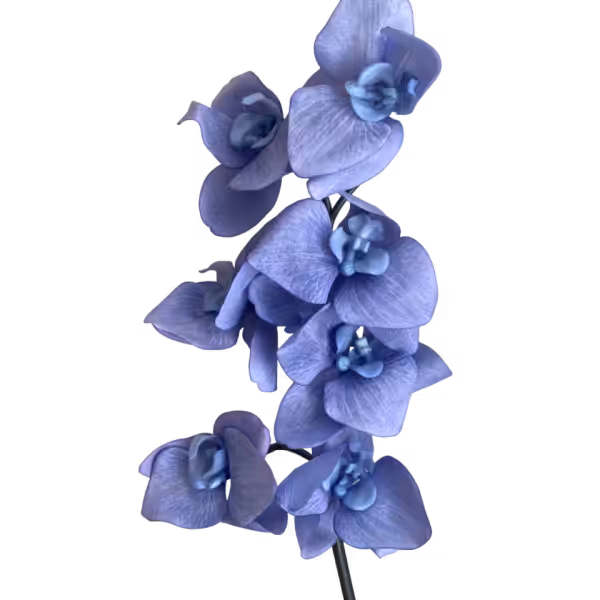 Lavender Blue Celeste Real Touch Orchid