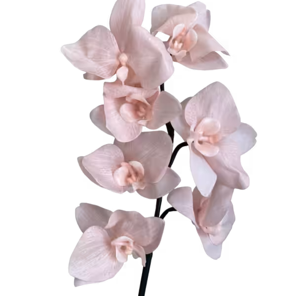 Soft Pink Celeste Real Touch 7-Head Orchid