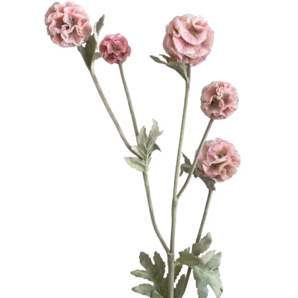 Light Pink Pia Scabiosa Spray