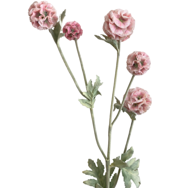 Light Pink Pia Scabiosa Spray