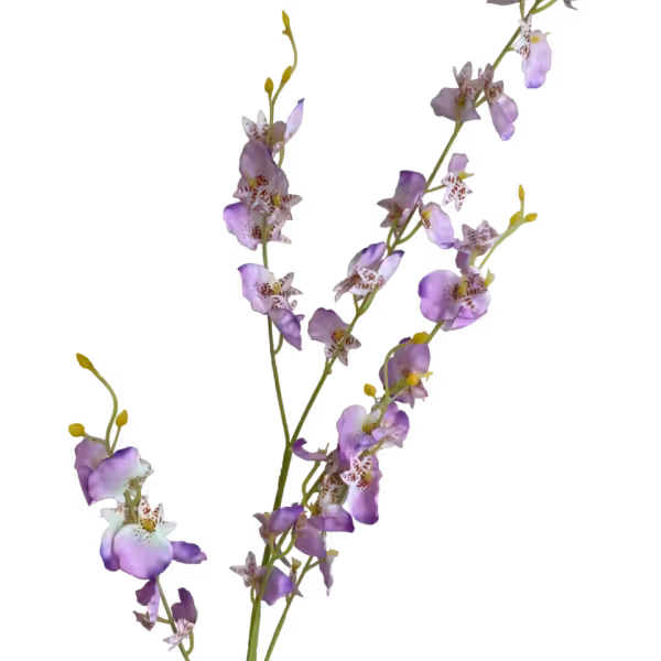 Lilac Dana Dancing Orchid