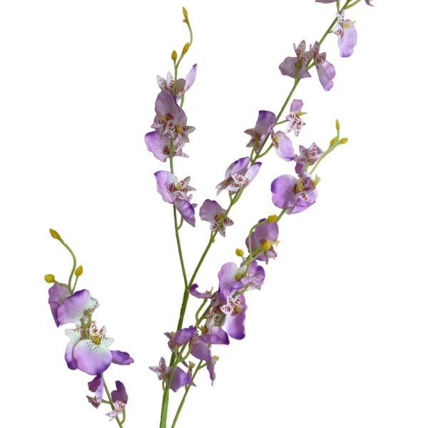 Lilac Dana Dancing Orchid