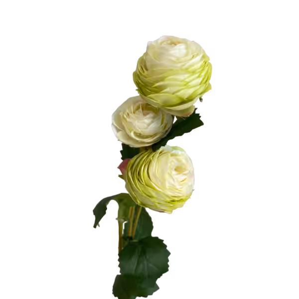Lime Alicia Ranunculus