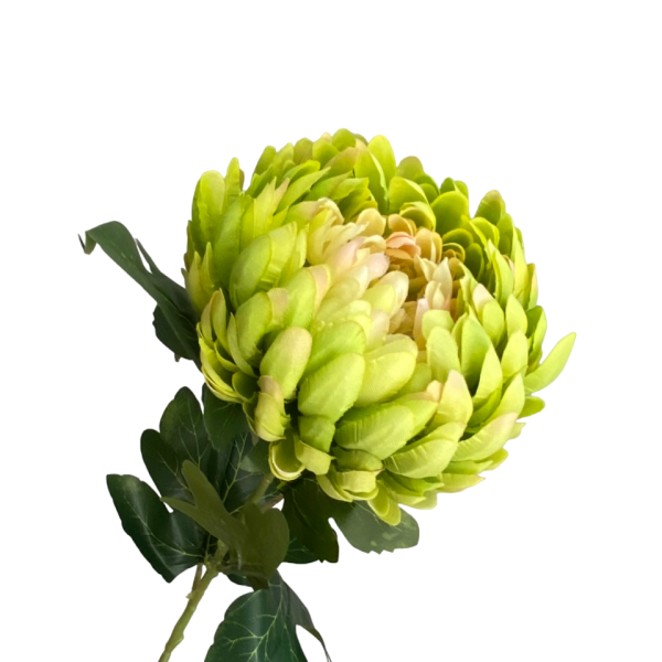 Lime Coco Pineapple Chrysanthemum