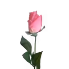 Lolly Pink Amy Real Touch Rose Bud