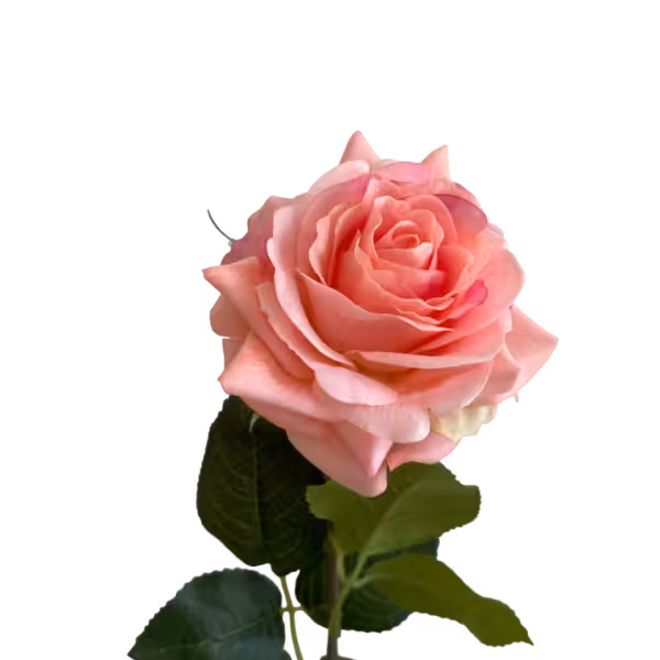 Lolly Pink Elena Real Touch Rose