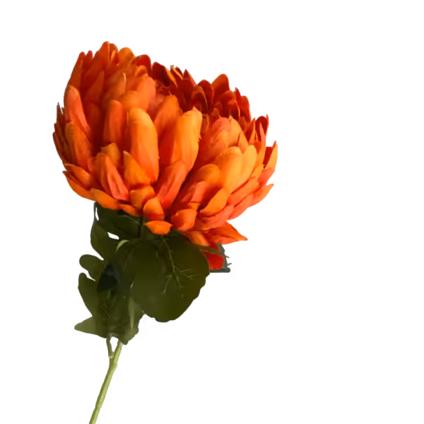 Orange Coco Pineapple Chrysanthemum