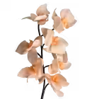Peach Celeste Real Touch Orchid