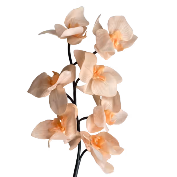 Peach Celeste Real Touch Orchid
