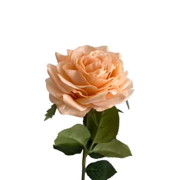 Peach Elena Real Touch Rose