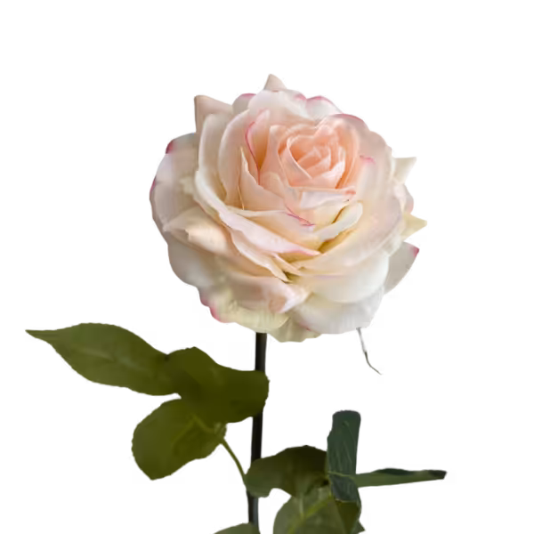 Pink Fringe Elena Real Touch Rose