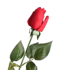 Red Amy Real Touch Rose Bud