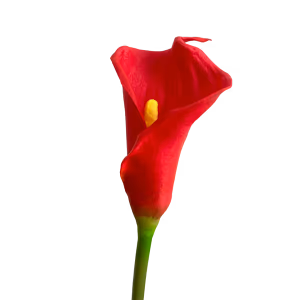 Red Bree Calla Lily Stem