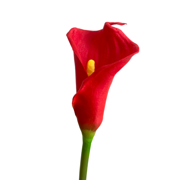 Red Bree Calla Lily Stem