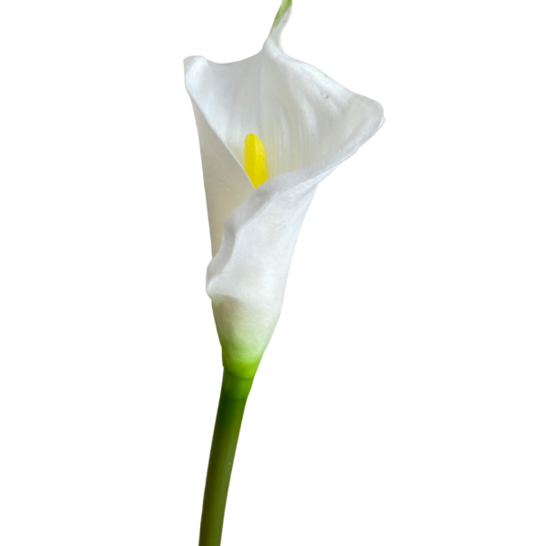 White Bree Calla Lily Stem