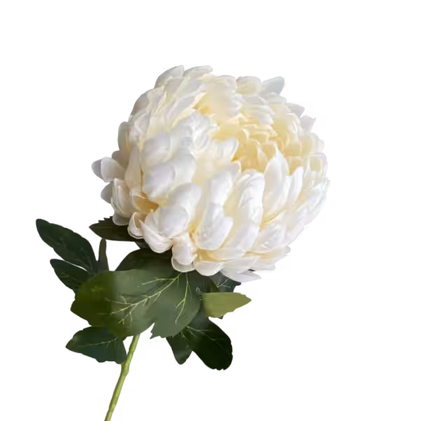 White Coco Pineapple Chrysanthemum