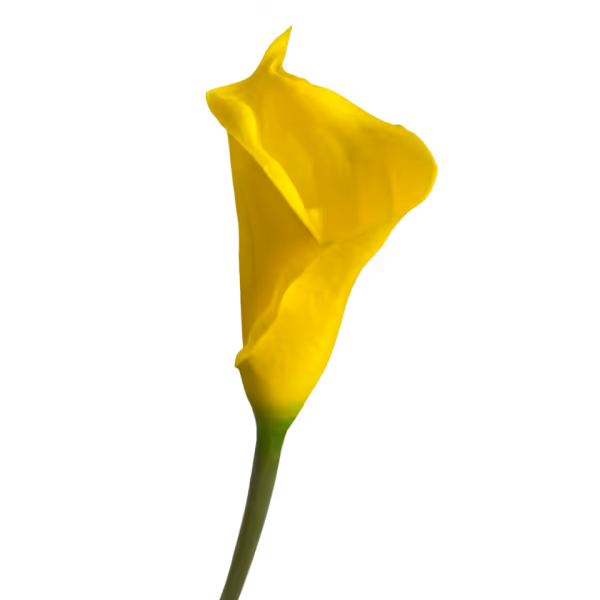 Yellow Bree Calla Lily Stem