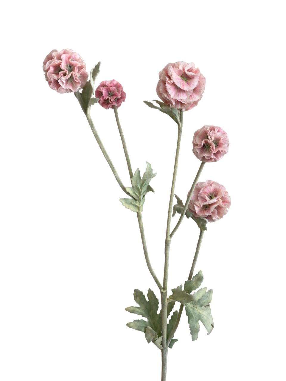 Light Pink Pia Scabiosa Spray