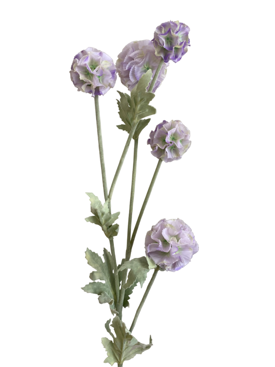 Lilac Pia Scabiosa Spray