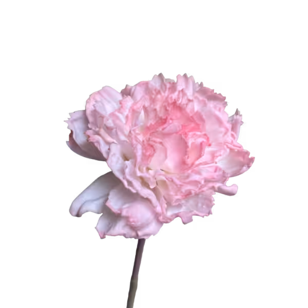 Soft Pink Fringe Lucy Real Touch Carnation