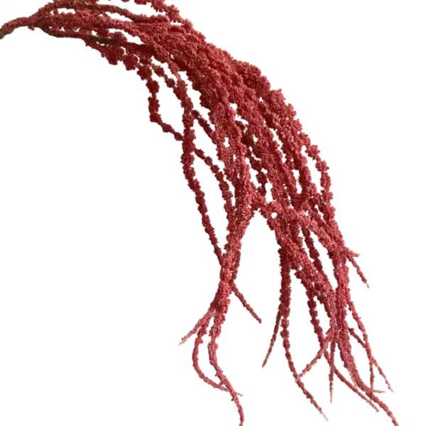 Dusty Pink Camilla Amaranthus