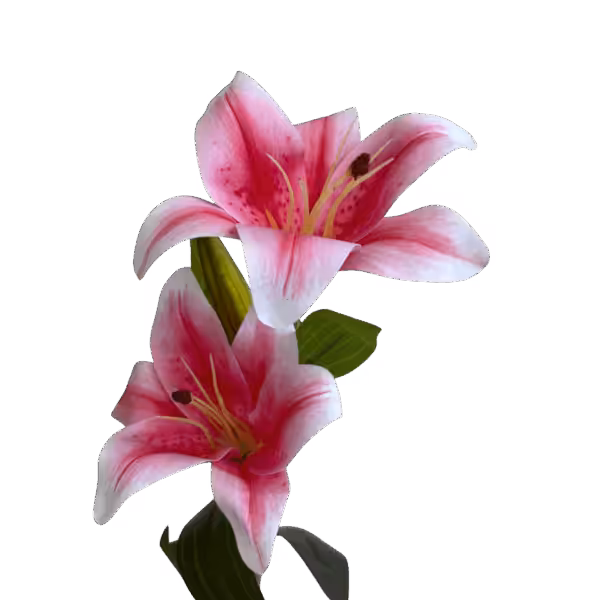 Light Pink Lola Lily
