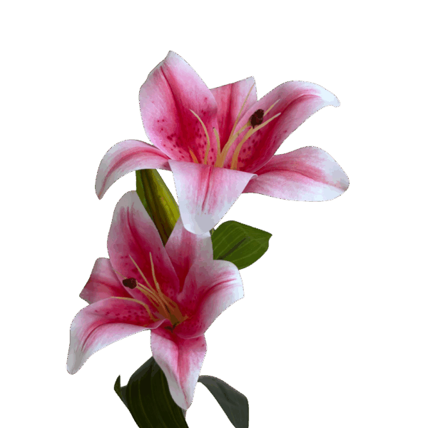 Light Pink Lola Lily