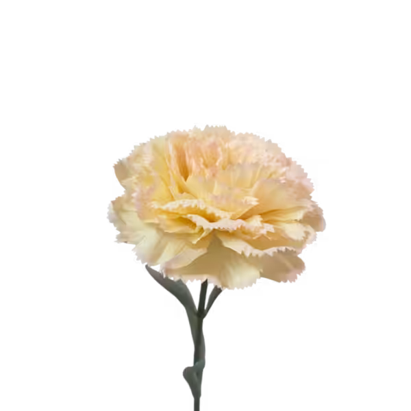 Pink Fringe Gigi Carnation