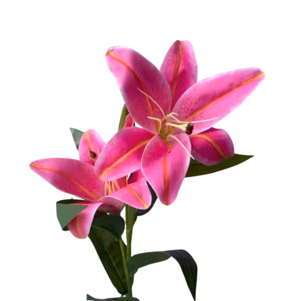 Pink Lola Oriental Lily