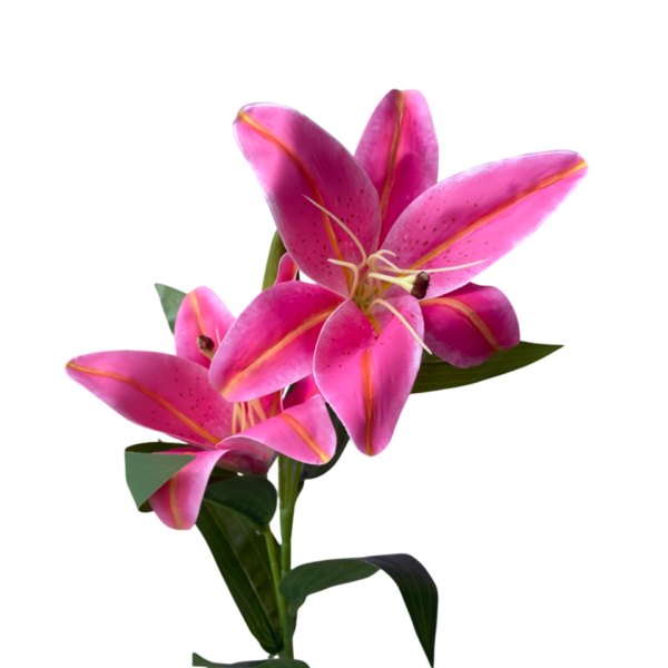Pink Lola Oriental Lily
